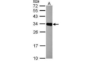 WB Image Sample (30 ug of whole cell lysate) A: Raji 12% SDS PAGE antibody diluted at 1:1000 (HLA-DRB1 anticorps)