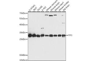 Western blot analysis of extracts of various cell lines, using TPI1 antibody (ABIN7270977) at 1:1000 dilution. (TPI1 anticorps  (AA 1-249))