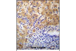 CDD1 Antibody (N-term) 13356a immunohistochemistry analysis in formalin fixed and paraffin embedded human liver tissue followed by peroxidase conjugation of the secondary antibody and DAB staining. (APCDD1 anticorps  (N-Term))