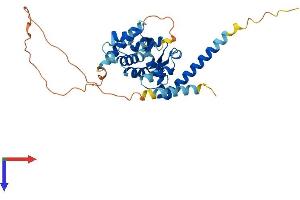 AlphaFold protein structure predicition of Mouse Recombinant Mageb18 Protein, UniprotID Q8BQR7