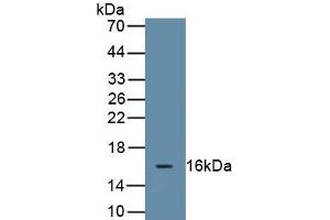 Detection of Recombinant MUC5B, Human using Monoclonal Antibody to Mucin 5 Subtype B (MUC5B)