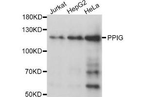 Western blot analysis of extracts of various cell lines, using PPIG antibody (ABIN5970160) at 1/1000 dilution. (PPIG anticorps)