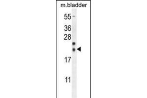 NXNL2 Antibody (Center) (ABIN654522 and ABIN2844244) western blot analysis in mouse bladder tissue lysates (35 μg/lane). (NXNL2 anticorps  (AA 80-108))