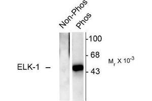 Image no. 1 for anti-ELK1, Member of ETS Oncogene Family (ELK1) (pSer383) antibody (ABIN372618) (ELK1 anticorps  (pSer383))