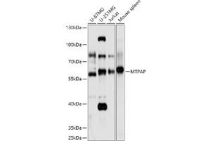 Western blot analysis of extracts of various cell lines, using MTPAP antibody (ABIN7268557) at 1:1000 dilution. (PAPD1 anticorps  (AA 383-582))
