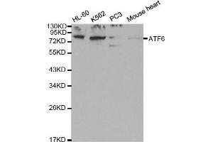 Western blot analysis of extracts of various cell lines, using ATF6 antibody. (ATF6 anticorps  (AA 1-190))