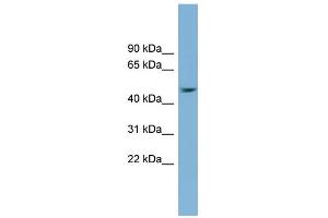 WB Suggested Anti-SERPINB1 Antibody Titration: 0. (SERPINB1 anticorps  (Middle Region))