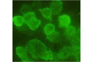 293 cells transfected with N-terminal HA tag protein. (HA-Tag anticorps  (HRP))