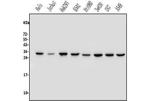 Western blot analysis of REA/PHB2 using anti-REA/PHB2 antibody (ABIN7599240).