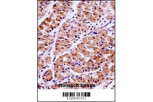 KLK15 Antibody immunohistochemistry analysis in formalin fixed and paraffin embedded human stomach tissue followed by peroxidase conjugation of the secondary antibody and DAB staining. (Kallikrein 15 anticorps  (AA 78-106))
