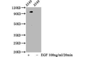 Western Blot Positive WB detected in A549 whole cell lysate(treated with EGF or not) All lanes Phospho-STAT3 antibody at 1.