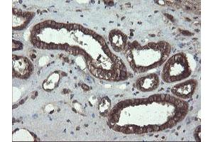Image no. 1 for anti-Acyl-CoA Binding Domain Containing 3 (Acbd3) antibody (ABIN1498415)