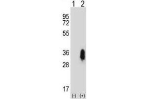 Western blot analysis of CD27 antibody and 293 cell lysate either nontransfected (Lane 1) or transiently transfected (2) with the CD27 gene. (CD27 anticorps  (AA 196-225))
