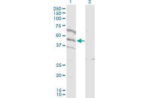 Western Blot analysis of SPATA5L1 expression in transfected 293T cell line by SPATA5L1 MaxPab polyclonal antibody. (SPATA5L1 anticorps  (AA 1-426))