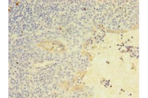 Immunohistochemistry of paraffin-embedded human tonsil tissue using ABIN7161641 at dilution of 1:100