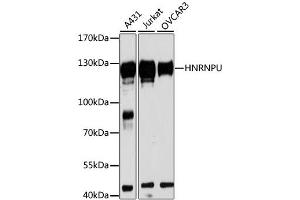 Western blot analysis of extracts of various cell lines, using HNRNPU antibody (ABIN1873068) at 1:3000 dilution. (HNRNPU anticorps)