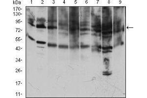Western blot analysis using TFRC mouse mAb against Jurkat (1), Hela (2), K562 (3), Cos7 (4), MCF-7 (5), PC-12 (6), NIH/3T3 (7), HEK293 (8), RAJI (9) cell lysate.