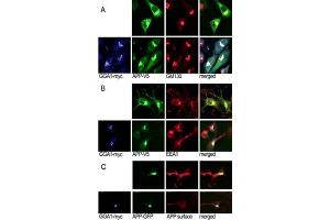 A, N2a cells cotransfected with  45V5 and GGA1 45myc or empty vector were immunostained for P (Alexa488, green), GGA1 (Cy5, blue), and the Golgi marker G (Cy3, red).