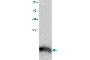 Western blot analysis in TCEB2 recombinant protein with TCEB2 monoclonal antibody, clone 9y74  at 1 : 1000 dilution. (TCEB2 anticorps)