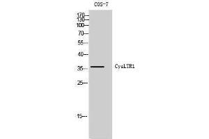Western Blotting (WB) image for anti-Cysteinyl Leukotriene Receptor 1 (CYSLTR1) (Internal Region) antibody (ABIN3184209)