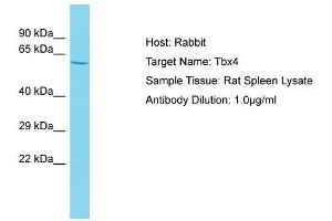 Host: Rabbit  Target Name: Tbx4  Sample Tissue: Rat Spleen lysates  Antibody Dilution: 1. (TBX4 anticorps  (N-Term))