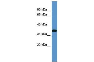 WB Suggested Anti-Atp1b2 Antibody Titration:  0. (ATP1B2 anticorps  (N-Term))