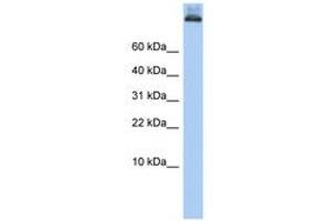 COPA anticorps  (AA 396-445)