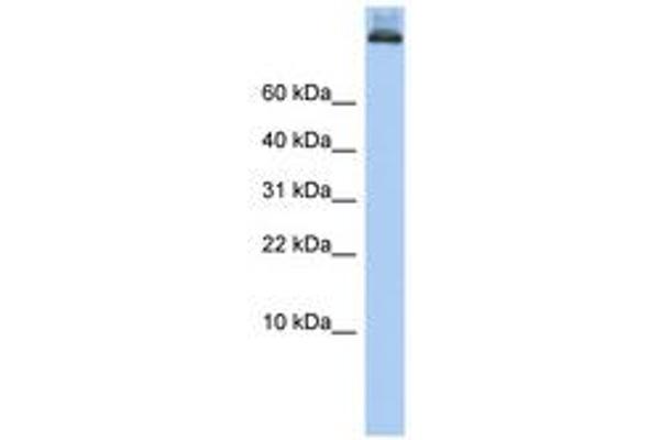 COPA 抗体  (AA 396-445)