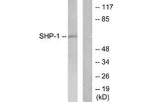 Western blot analysis of extracts from NIH-3T3 cells, using SHP-1 (Ab-536) Antibody. (SHP1 anticorps  (AA 502-551))