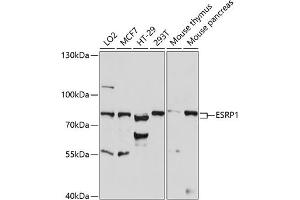 Western blot analysis of extracts of various cell lines, using ESRP1 antibody (ABIN7266998) at 1:1000 dilution. (ESRP1 anticorps  (AA 1-220))