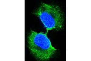 Confocal immunofluorescence analysis of PC-3 cells using GSTP1 mouse mAb (green).