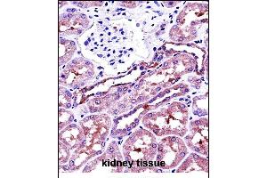 NSA Antibody (C-term) 13772b immunohistochemistry analysis in formalin fixed and paraffin embedded human kidney tissue followed by peroxidase conjugation of the secondary antibody and DAB staining.