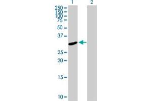 Western Blot analysis of FRMPD2 expression in transfected 293T cell line by FRMPD2 MaxPab polyclonal antibody. (FRMPD2 anticorps  (AA 1-261))
