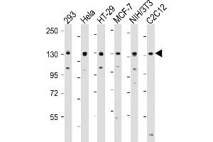 All lanes : Anti-MYPT1 (Ser507) Antibody at 1:4000 dilution Lane 1: 293 whole cell lysate Lane 2: Hela whole cell lysate Lane 3: HT-29 whole cell lysate Lane 4: MCF-7 whole cell lysate Lane 5: NIH/3T3 whole cell lysate Lane 6: C2C12 whole cell lysate Lysates/proteins at 20 μg per lane. (PPP1R12A anticorps  (Ser507))