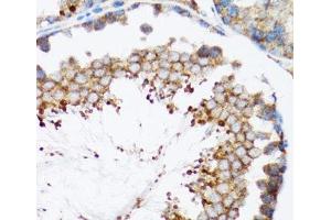 Immunohistochemistry of paraffin-embedded Mouse testis using HYOU1 Polyclonal Antibody at dilution of 1:100 (40x lens). (HYOU1 anticorps)