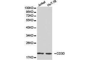 Western Blotting (WB) image for anti-CD3d Molecule, delta (CD3-TCR Complex) (CD3D) antibody (ABIN1871625) (CD3D anticorps)