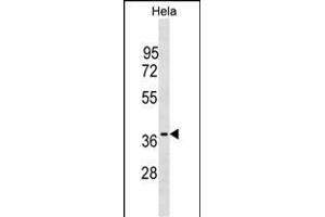OCIAD1 Antibody (C-term) (ABIN1536805 and ABIN2849867) western blot analysis in Hela cell line lysates (35 μg/lane).