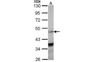 WB Image Sample (30 ug of whole cell lysate) A: Molt-4 , 10% SDS PAGE antibody diluted at 1:1000