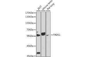 Western blot analysis of extracts of various cell lines, using F antibody (ABIN7267156) at 1:1000 dilution. (FADS1 anticorps  (AA 100-200))