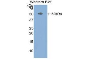 Detection of Recombinant CHGB, Bovine using Polyclonal Antibody to Chromogranin B (CHGB) (CHGB anticorps  (AA 309-484))