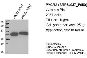 Image no. 1 for anti-Pyrroline-5-Carboxylate Reductase Family, Member 2 (PYCR2) (Middle Region) antibody (ABIN2785962)