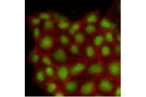 Immunofluorescence (IF) image for anti-Mitogen-Activated Protein Kinase 1 (MAPK1) (AA 1-360), (N-Term) antibody (ABIN492383) (ERK2 anticorps  (N-Term))