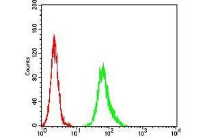 Flow cytometric analysis of Hela cells using ESR1 mouse mAb (green) and negative control (red). (Estrogen Receptor alpha anticorps  (AA 2-185))
