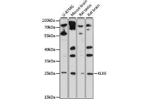 Western blot analysis of extracts of various cell lines, using KLK6 antibody (ABIN6133786, ABIN6142957, ABIN6142959 and ABIN6215531) at 1:1000 dilution. (Kallikrein 6 anticorps  (C-Term))