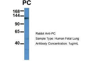 Host: Rabbit  Target Name: PC  Sample Tissue: Human Fetal Lung  Antibody Dilution: 1. (PC (C-Term) anticorps)