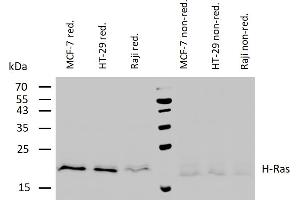 Western blotting analysis of human H-Ras using mouse monoclonal antibody H-Ras-03 on lysates of various cell lines under reducing and non-reducing conditions. (HRAS anticorps)