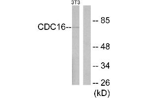 Western blot analysis of extracts from NIH-3T3 cells, using APC6 antibody. (CDC16 anticorps)