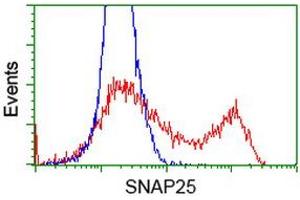 Image no. 3 for anti-Synaptosomal-Associated Protein, 25kDa (SNAP25) antibody (ABIN1501019)