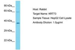 Image no. 1 for anti-Keratin 73 (KRT73) (C-Term) antibody (ABIN6750576) (KRT73 anticorps  (C-Term))