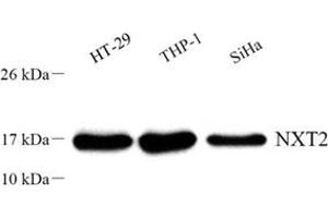 Western blot analysis of NXT2 (ABIN7074902) at dilution of 1: 500